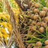Produção de macaúba, planta nativa brasileira de alto valor energético - Foto Divulgação / Acelen