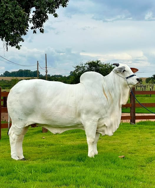 criadores da Vaca Viatina-19 19 FIV Mara Móveis estudam vender ações