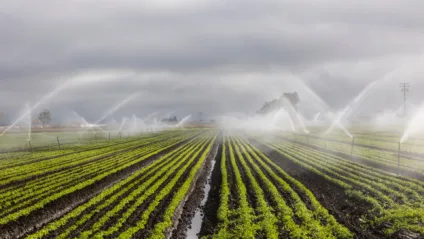 Foto: Agricultura/CanvaPro