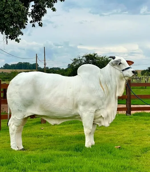 criadores da Vaca Viatina-19 19 FIV Mara Móveis estudam vender ações