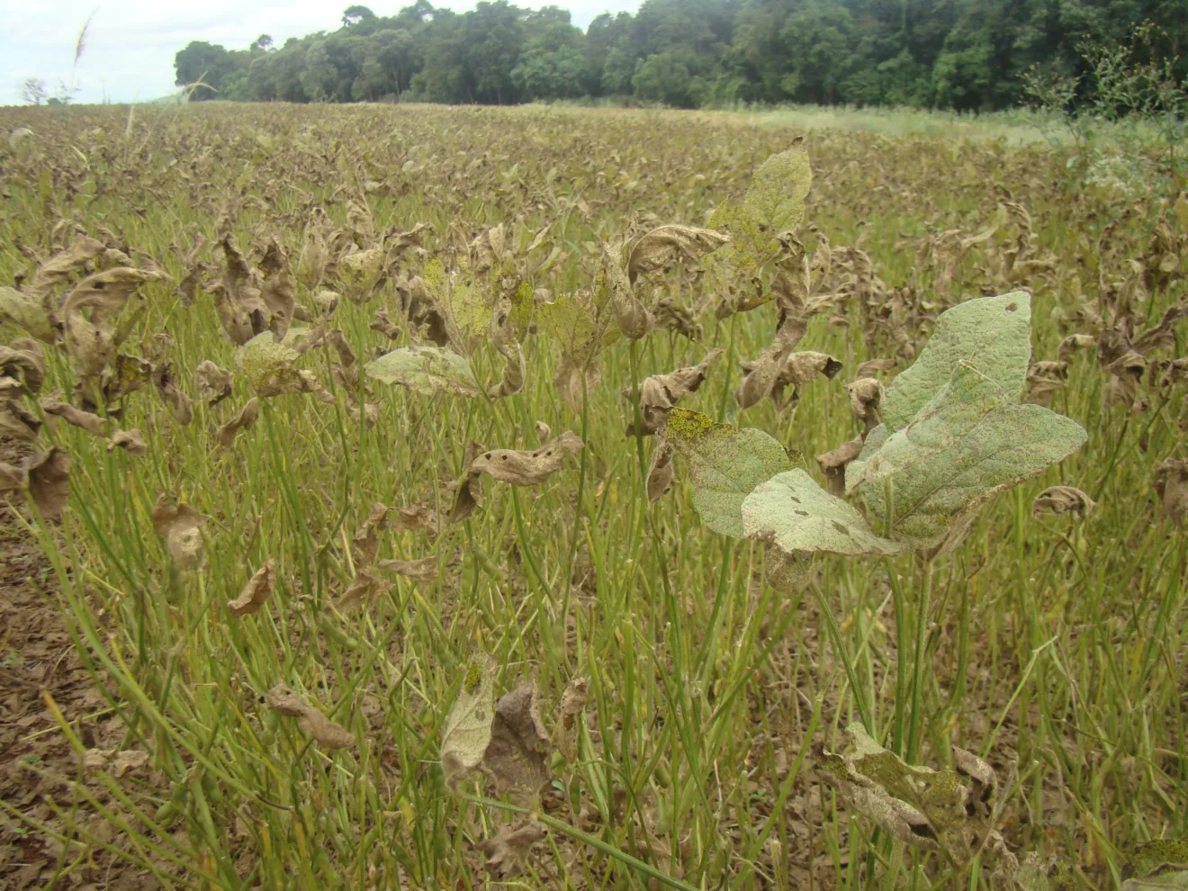 Bahia registra ferrugem asiatica