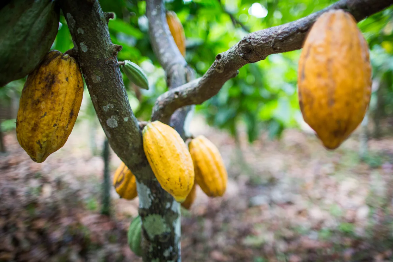 Fiagro financia cacau