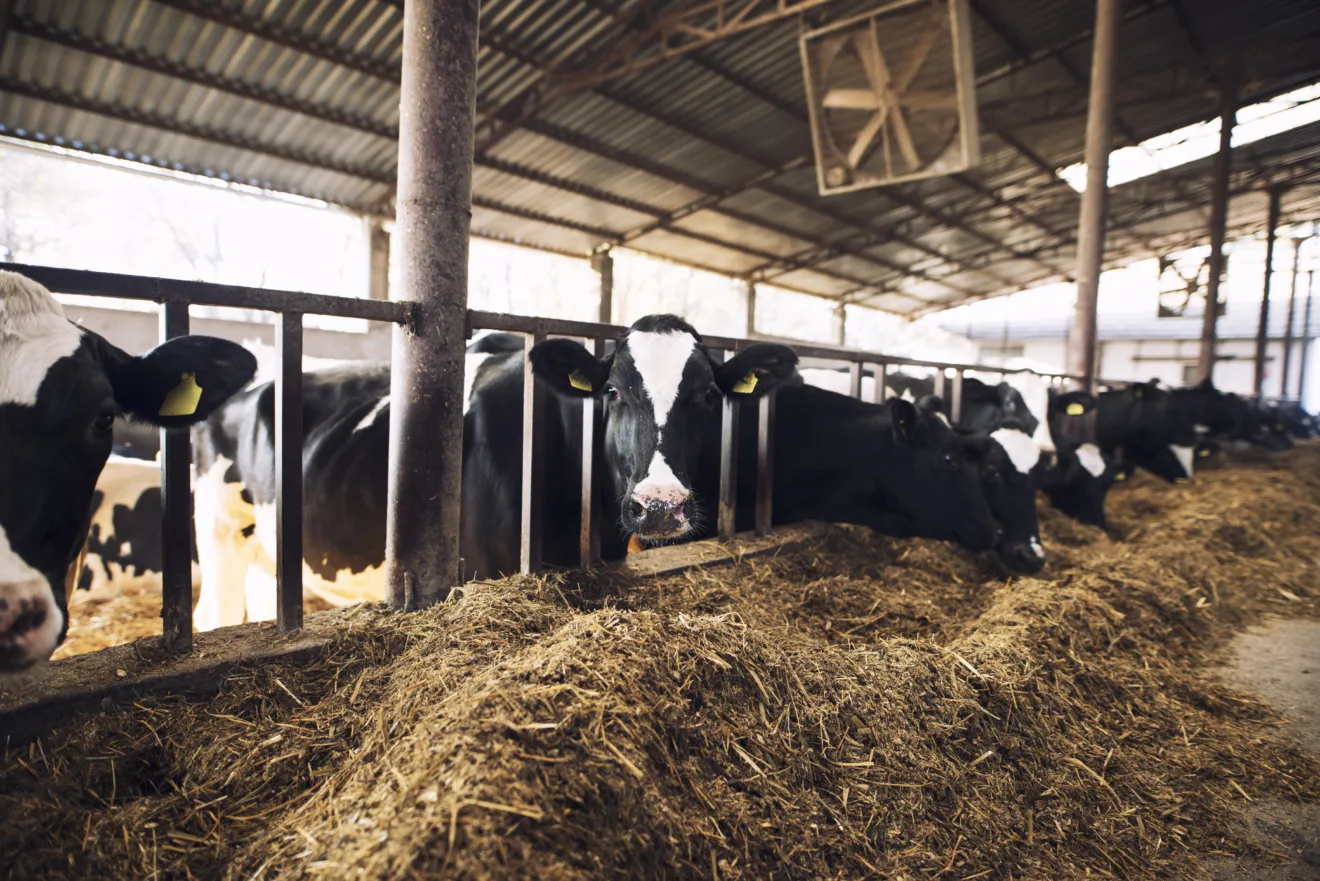 Funny curious cow looking at the camera while other cows eating hay in background at cattle farm. Funny curious cow looking at the camera while other cows eating hay in background at cattle farm.