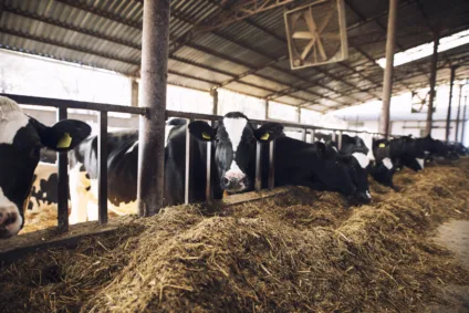 Funny curious cow looking at the camera while other cows eating hay in background at cattle farm.