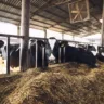 Funny curious cow looking at the camera while other cows eating hay in background at cattle farm.