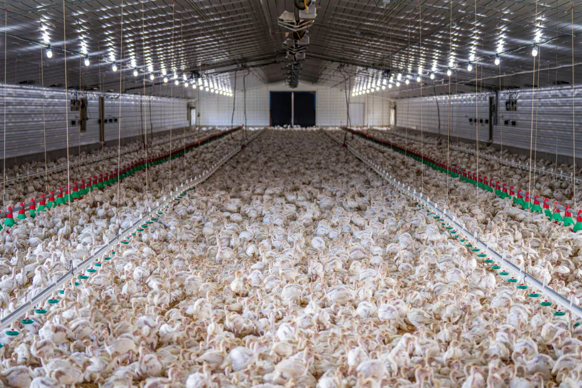 Não há registros de novos casos da H5N1 há, pelo menos, 28 dias (Foto: Mark Stebnicki/Pexels)