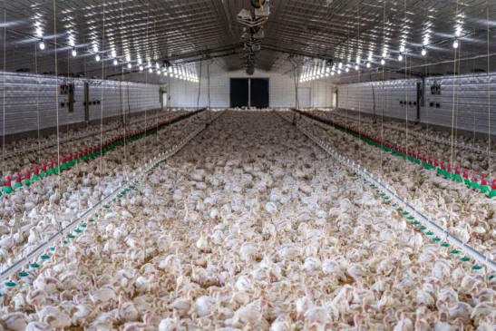 Não há registros de novos casos da H5N1 há, pelo menos, 28 dias (Foto: Mark Stebnicki/Pexels)