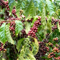 Brasil é o maior produtor de café do mundo (Foto: Quang Nguyen Vinh/Pexels)