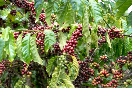Brasil é o maior produtor de café do mundo (Foto: Quang Nguyen Vinh/Pexels)
