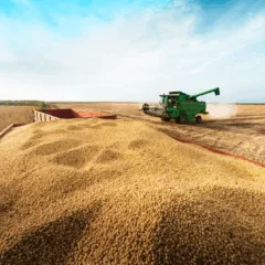 (Produção de soja / Foto: Ouro Safra/Divulgação)