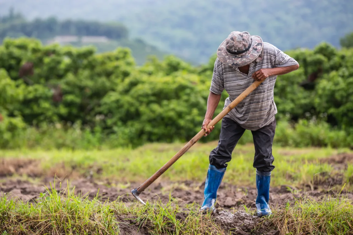 A male farmer who is using a shovel to dig the soil in his rice fields. A male farmer who is using a shovel to dig the soil in his rice fields.
