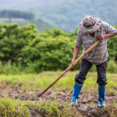 A male farmer who is using a shovel to dig the soil in his rice fields.
