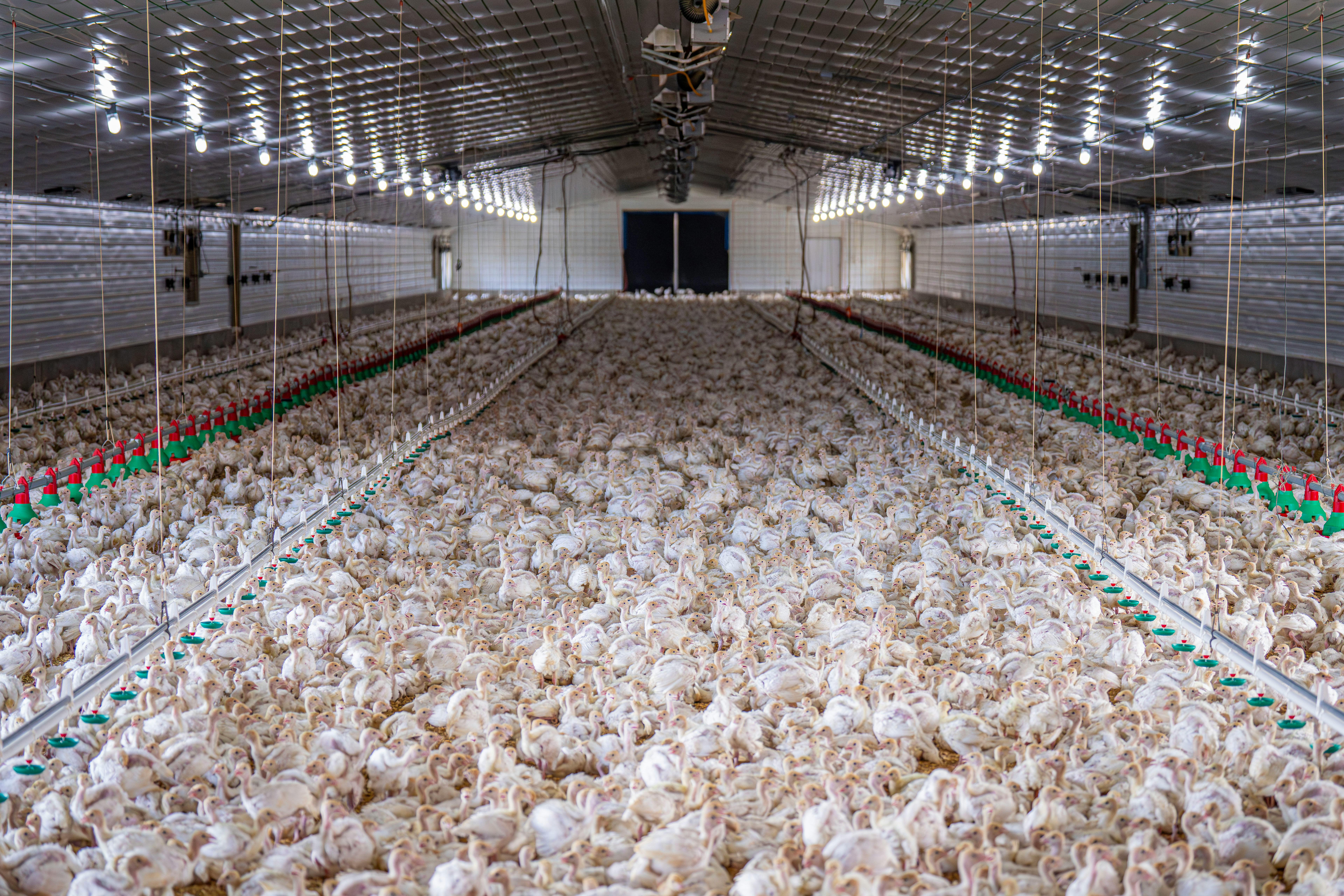 Não há registros de novos casos da H5N1 há, pelo menos, 28 dias (Foto: Mark Stebnicki/Pexels)