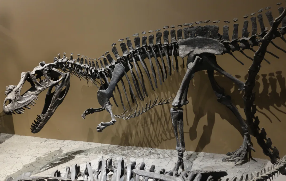Ceratossauro da Pedreira Cleveland Lloyd, em exibição no Museu de História Natural de Utah, Estados Unidos (Foto: Reprodução/Wikipedia) Ceratossauro da Pedreira Cleveland Lloyd, em exibição no Museu de História Natural de Utah, Estados Unidos (Foto: Reprodução/Wikipedia)