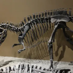 Ceratossauro da Pedreira Cleveland Lloyd, em exibição no Museu de História Natural de Utah, Estados Unidos (Foto: Reprodução/Wikipedia)