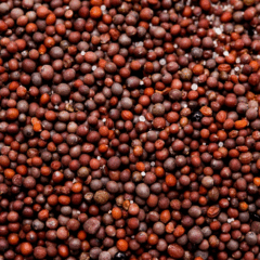 Brasil passa a exportar sementes de canola para a África do Sul