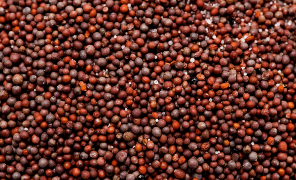 Brasil passa a exportar sementes de canola para a África do Sul