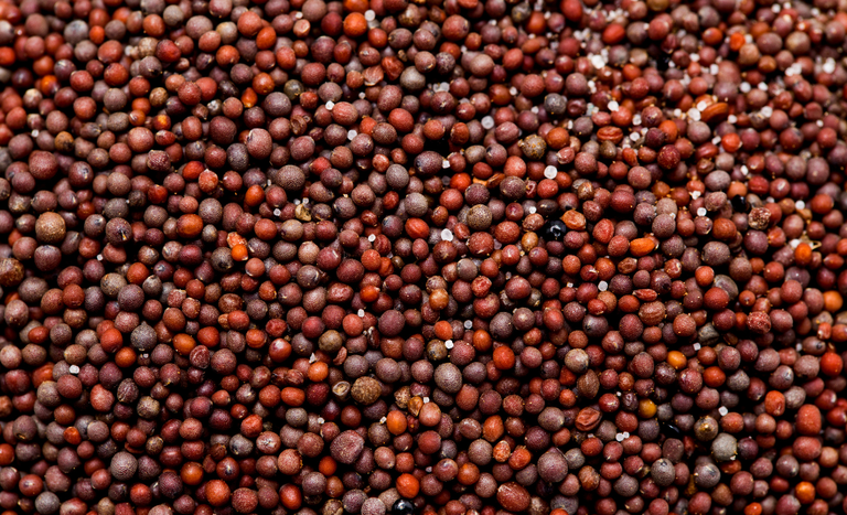 Brasil passa a exportar sementes de canola para a África do Sul