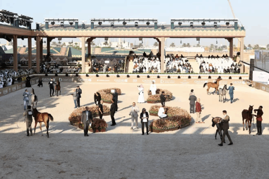 O GCAT celebra a cultura do cavalo árabe, reunindo criadores, marcas de luxo e premiando animais de várias idades (Stefano Grasso/GCAT Ambiance/Divulgação)