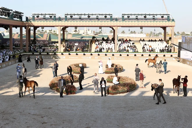 O GCAT celebra a cultura do cavalo árabe, reunindo criadores, marcas de luxo e premiando animais de várias idades (Stefano Grasso/GCAT Ambiance/Divulgação)
