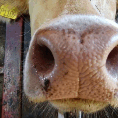 Biometria do espelho nasal (focinho) pode substituir marca a fogo e uso de brinco em bovinos
Imagem: AEN-PR/Divulgação