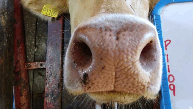 Biometria do espelho nasal (focinho) pode substituir marca a fogo e uso de brinco em bovinos
Imagem: AEN-PR/Divulgação