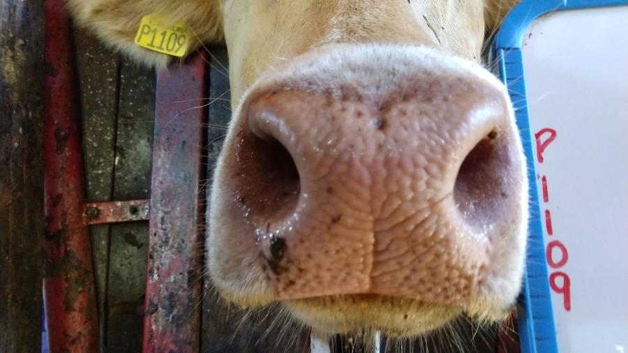 Biometria do espelho nasal (focinho) pode substituir marca a fogo e uso de brinco em bovinos
Imagem: AEN-PR/Divulgação