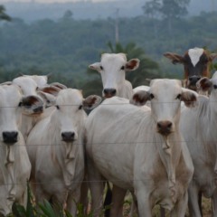 Gado (Foto: Jose Fagundes/Pexels)