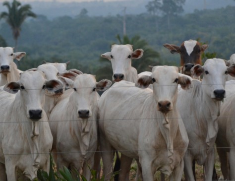 Gado (Foto: Jose Fagundes/Pexels)