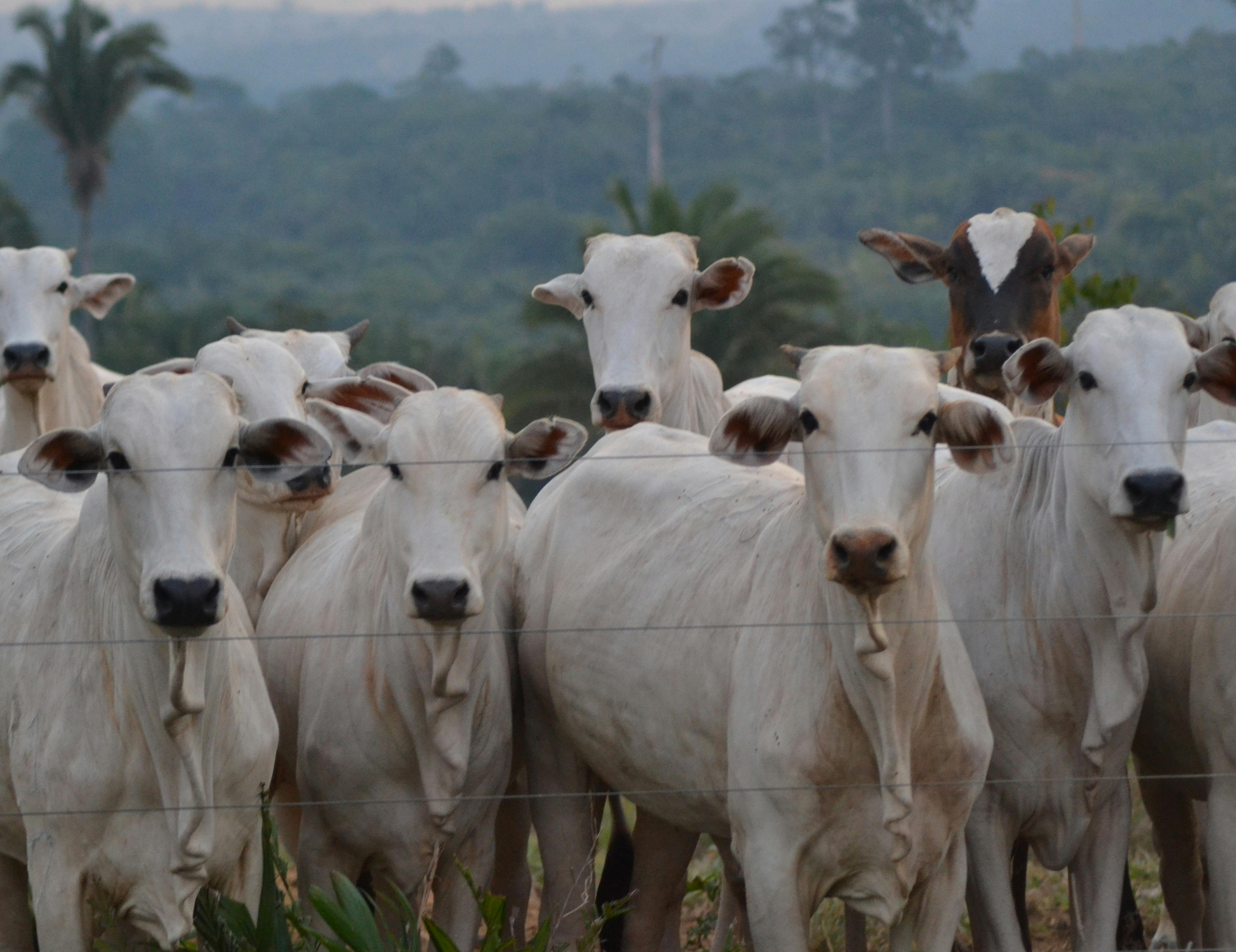 Gado (Foto: Jose Fagundes/Pexels)