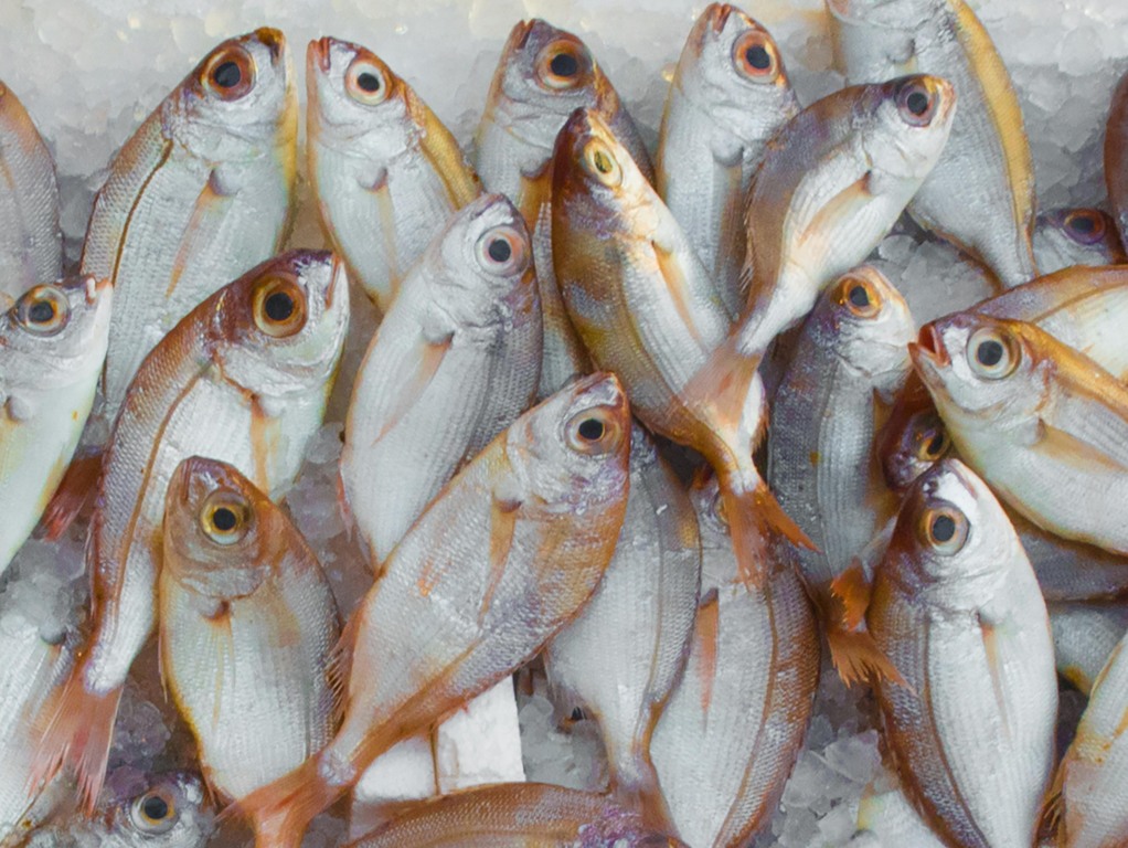 Pescado (Foto: Mali Maeder/Pexels)