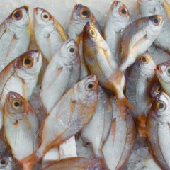 Pescado (Foto: Mali Maeder/Pexels)