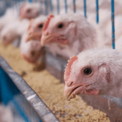 Aves brasileiras (Foto: reprodução/Ministério da Agricultura e Pecuária)