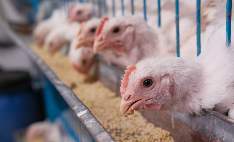 Aves brasileiras (Foto: reprodução/Ministério da Agricultura e Pecuária)