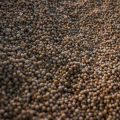 Detalhe de grãos de soja no 2º Diálogo Brasil-África sobre Segurança Alimentar, Combate à fome e desenvolvimento rural
Os objetivos do evento incluem o compartilhamento de experiências em produção agropecuária e aquícola, a troca de conhecimentos e tecnologias, o debate sobre o papel de políticas públicas eficazes, a discussão sobre pesquisa e inovação, e a valorização da agricultura familiar e da sustentabilidade. 
(Foto: Jose Cruz/Agência Brasil)