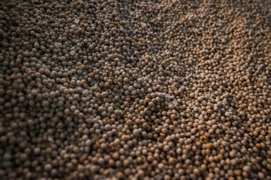 Detalhe de grãos de soja no 2º Diálogo Brasil-África sobre Segurança Alimentar, Combate à fome e desenvolvimento rural
Os objetivos do evento incluem o compartilhamento de experiências em produção agropecuária e aquícola, a troca de conhecimentos e tecnologias, o debate sobre o papel de políticas públicas eficazes, a discussão sobre pesquisa e inovação, e a valorização da agricultura familiar e da sustentabilidade. 
(Foto: Jose Cruz/Agência Brasil)