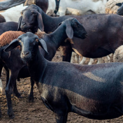 Ovino da raça Santa Inês (Foto: reprodução/Premix)