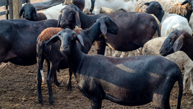 Ovino da raça Santa Inês (Foto: reprodução/Premix)