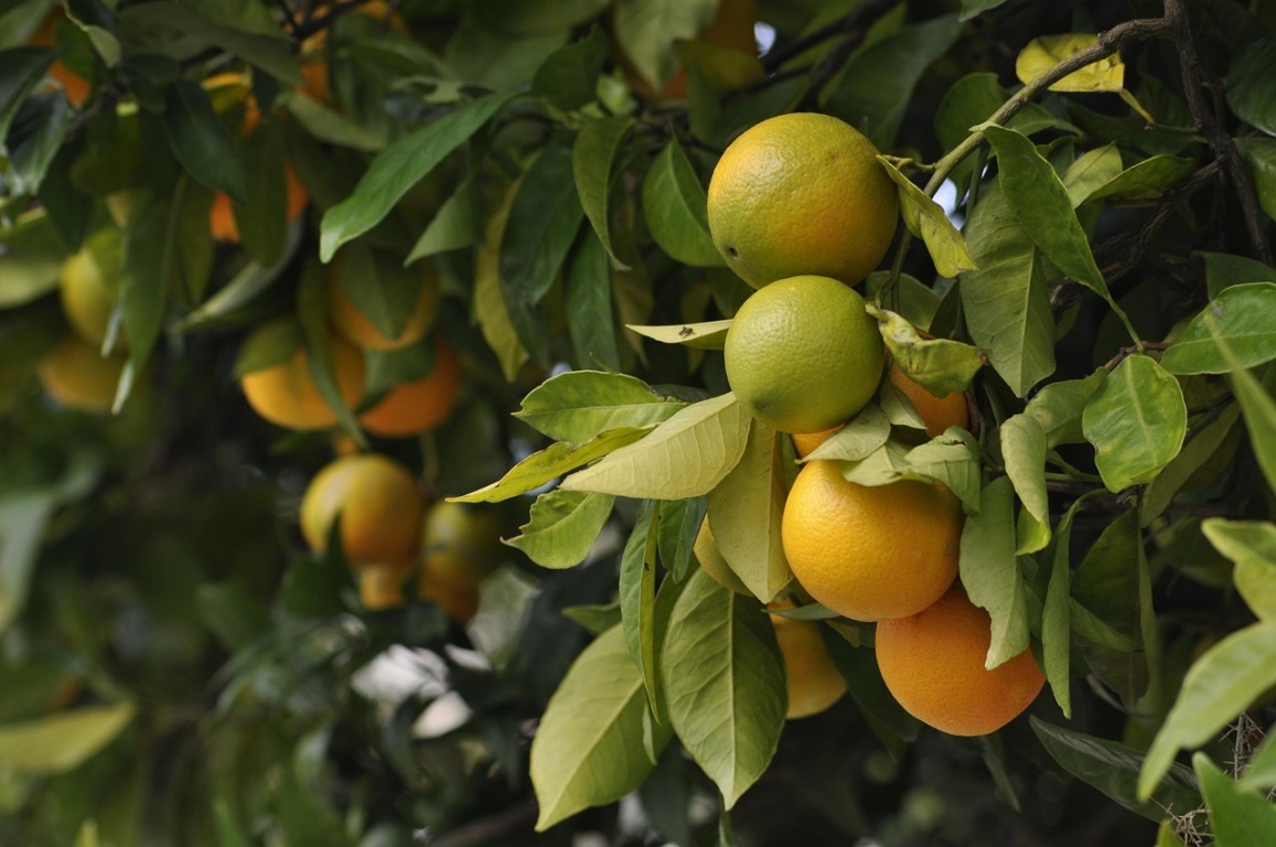 Brasil é o maior exportador de suco de laranja do mundo (Foto: mac231/Pixabay)