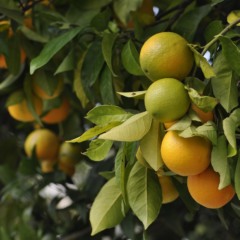 Brasil é o maior exportador de suco de laranja do mundo (Foto: mac231/Pixabay)