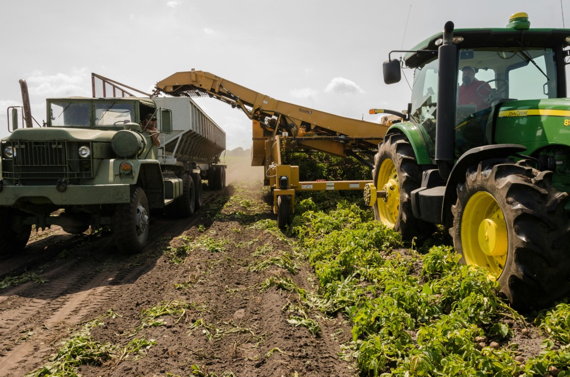 agricultural, agro, plantação