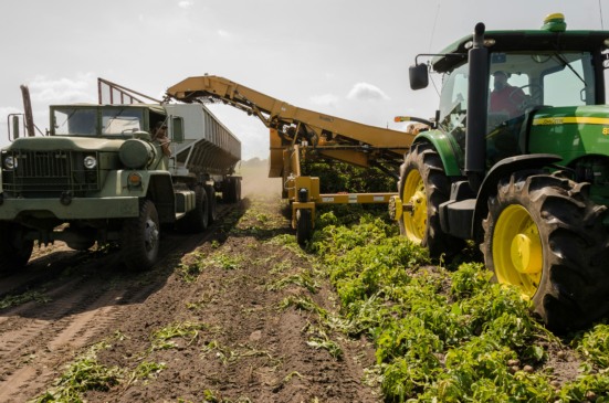 agricultural, agro, plantação