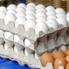 Foto: Reprodução Pixabay