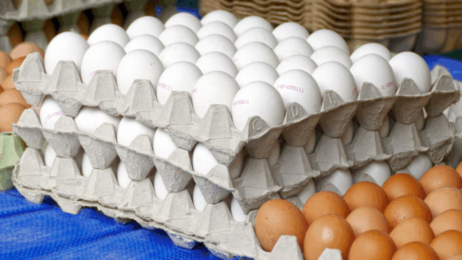 Foto: Reprodução Pixabay