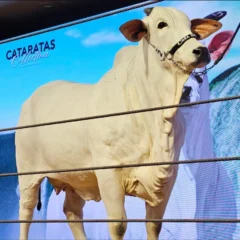 nelore Donna FIV CIAV (Foto: reprodução/Metrópoles)