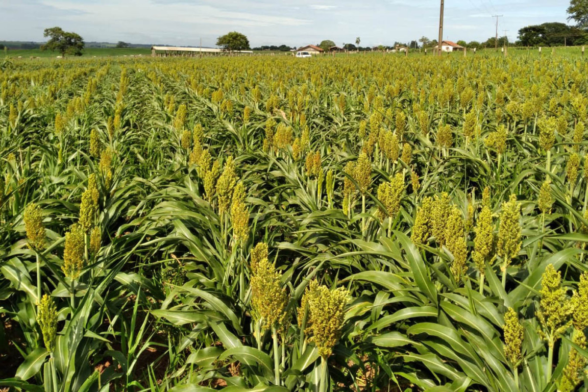 sorgo, agro, campo, plantação, paraná