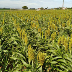 sorgo, agro, campo, plantação, paraná