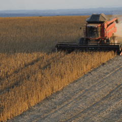 Trator colhendo Soja em plantação