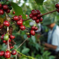 Caf&eacute; (Foto: REUTERS)
