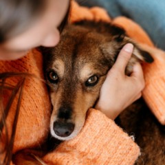 Reprodu&ccedil;&atilde;o